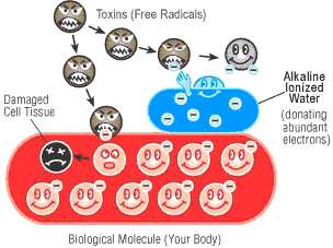 Biological Molecule body cell