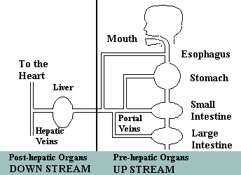 upstream mouth diagram