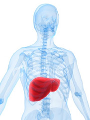 Liver Life liver