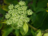 ashitaba herb plant